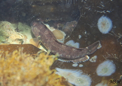 Patagonotothen cornucola
