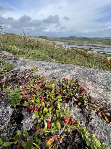 bearberry
