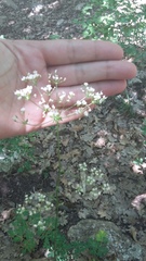 Physospermum cornubiense