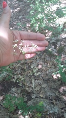 Physospermum cornubiense