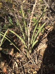 Sansevieria aethiopica