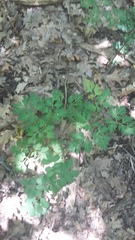 Physospermum cornubiense