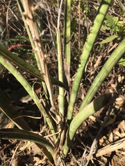 Sansevieria aethiopica