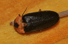 Luciolinae