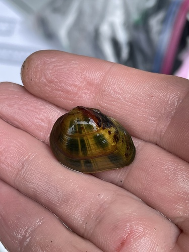 Clubshell Pearly Mussel