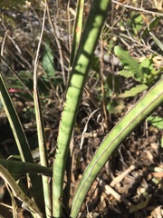 Sansevieria aethiopica