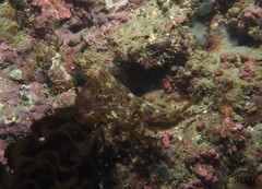 Patagonotothen cornucola