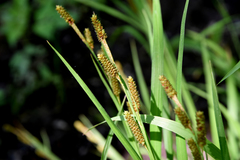 Carex shortiana