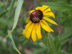 Andrena rudbeckiae