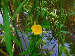 Oenothera pilosella