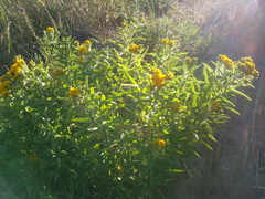 Pentanema germanicum