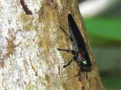 Actenodini