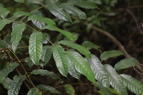Canarium subulatum
