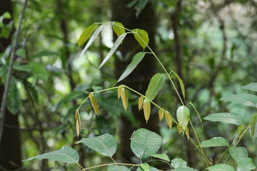 Canarium subulatum, photograph 1