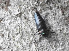 Actenodini