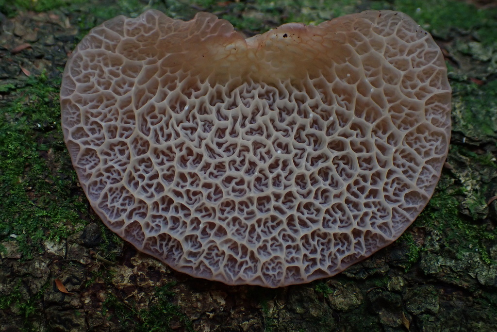 Auricularia tremellosa
