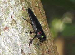 Actenodini