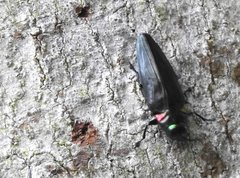 Actenodini