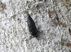 Actenodini