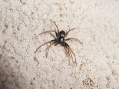 Pulchellodromus bistigma