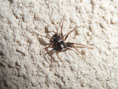 Pulchellodromus bistigma