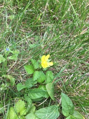 Potentilla indica