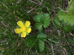 Potentilla indica