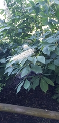 Aesculus parviflora