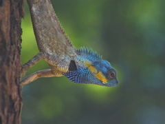 Calotes bachae