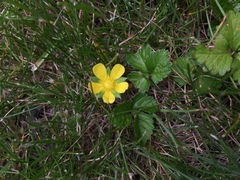 Potentilla indica