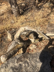 Adenium multiflorum