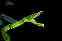 Green Vine Snake photo 4