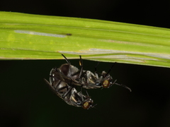 Plagiostenopterina aenea