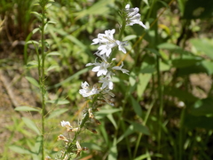 Lobelia spicata