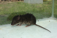Kemp's Grass Mouse photo 3