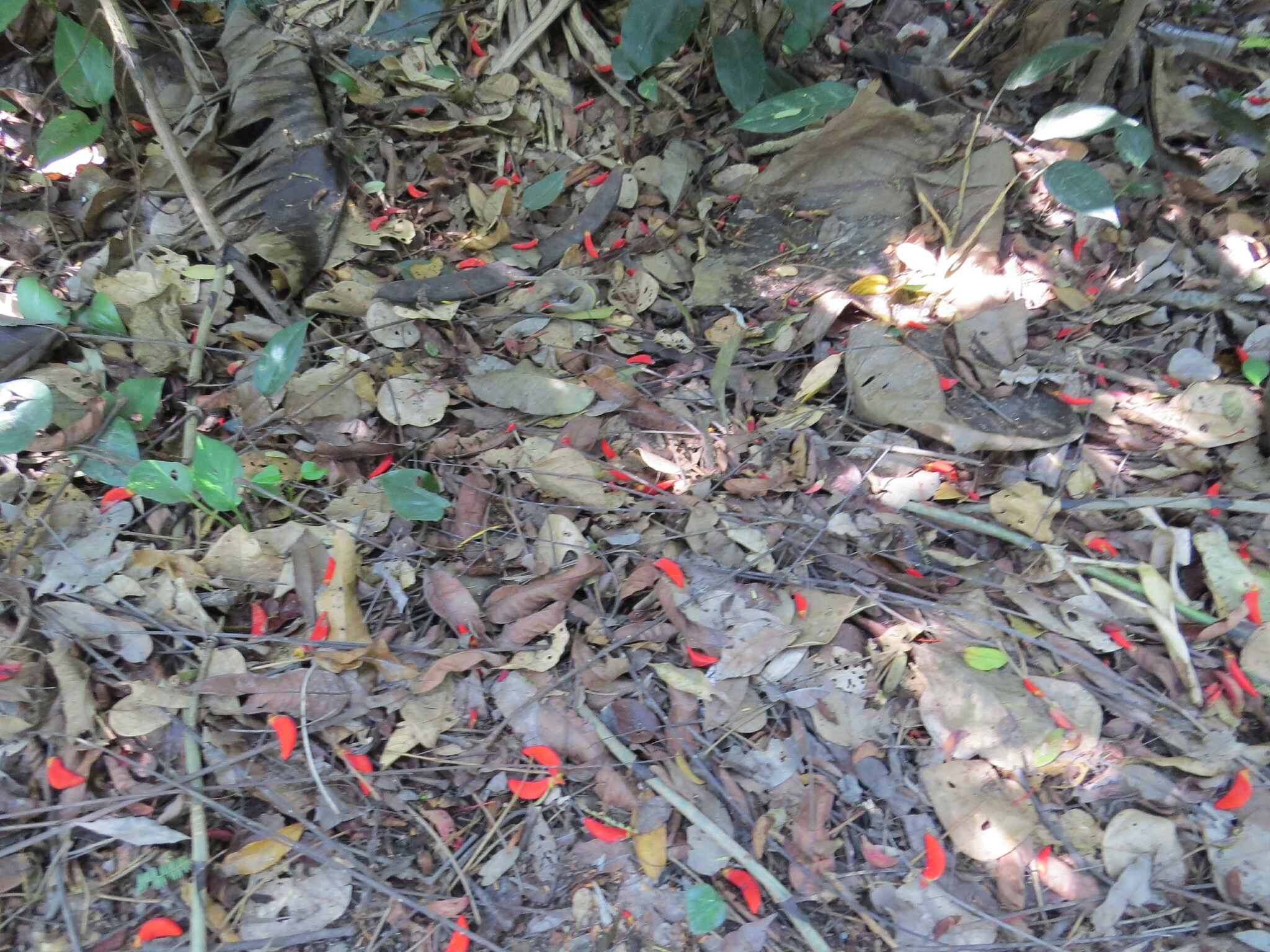 Erythrina falcata