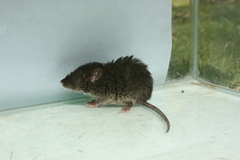 Kemp's Grass Mouse photo 2