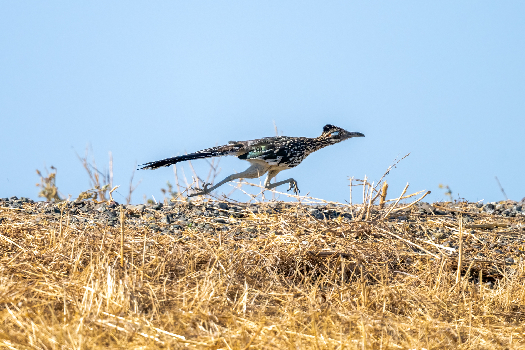 Greater Roadrunner illustration