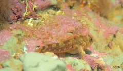 Helcogrammoides cunninghami