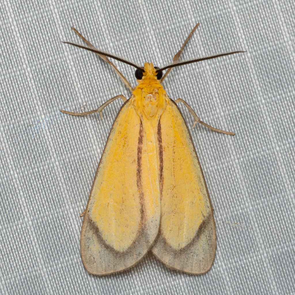 Oricia truncata