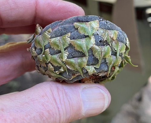 Abies procera iNat (2)