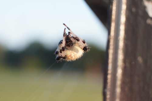 Shamrock Orbweaver photo 4