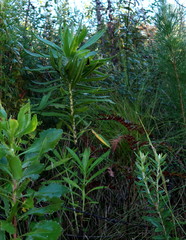 Lobostemon belliformis
