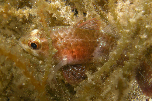 Wier-kardinaalbaars (Foa brachygramma) — Apogonidae — 4