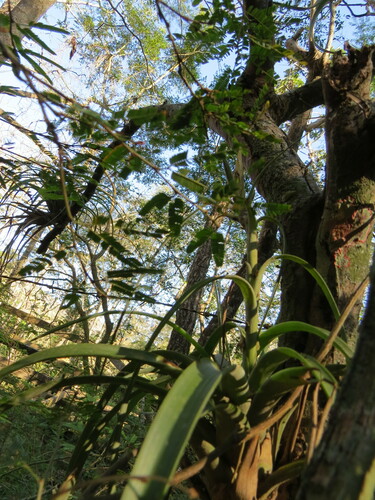 Image of Tillandsia polystachia by (c) Victor Farjalla Pontes, some rights reserved (CC BY)