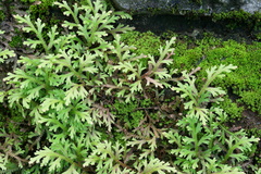 Selaginella repanda
