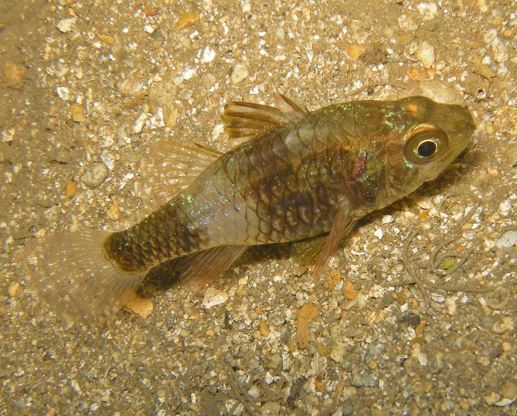 Weed Cardinalfish
