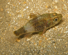 Weed Cardinalfish photo 1