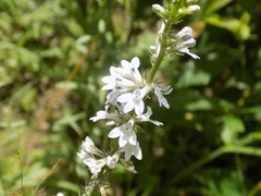 Lobelia spicata