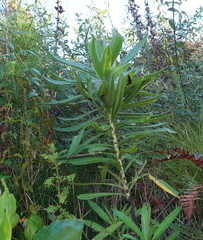 Lobostemon belliformis